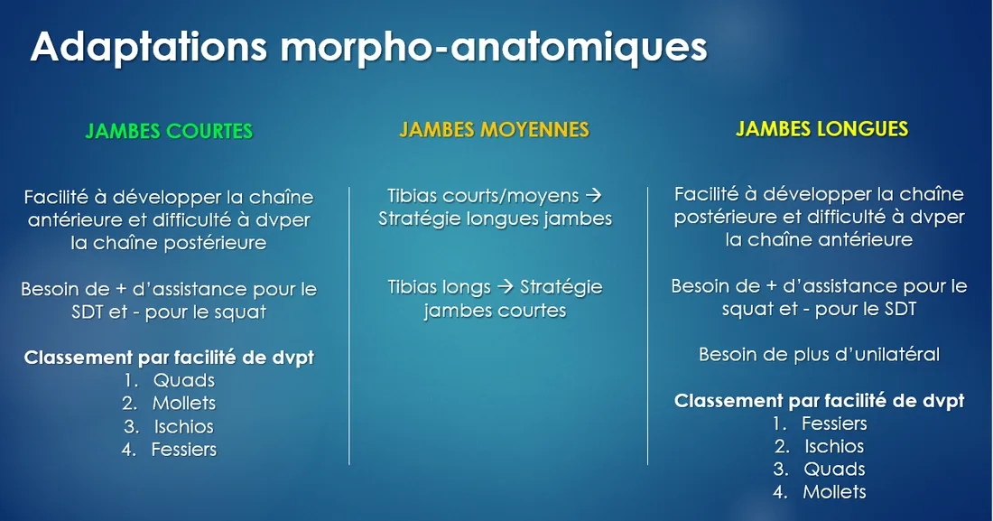 Tableau des adaptations selon des jambes courtes, moyennes ou longues