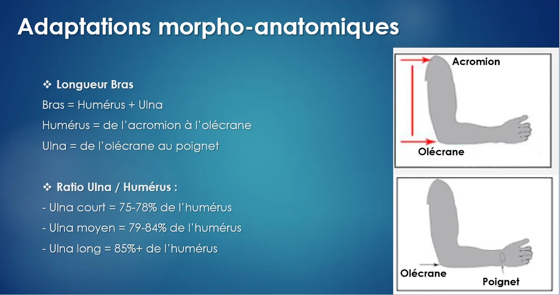Mesure de la longueur de bras et calcul du ratio ulna sur humérus