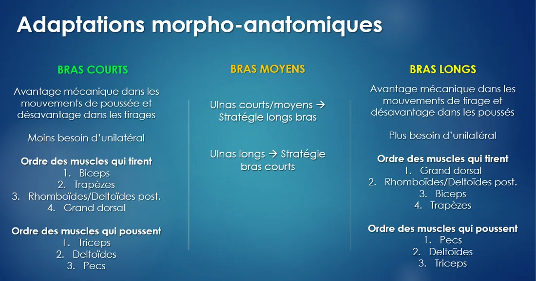 Tableau : bras courts, moyens ou longs, et ordre des muscles qui tirent et qui poussent