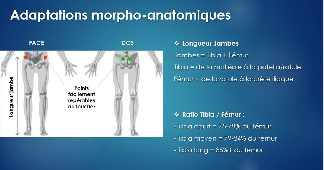 Mesure de la longueur des jambes et calcul du ratio tibia sur fémur